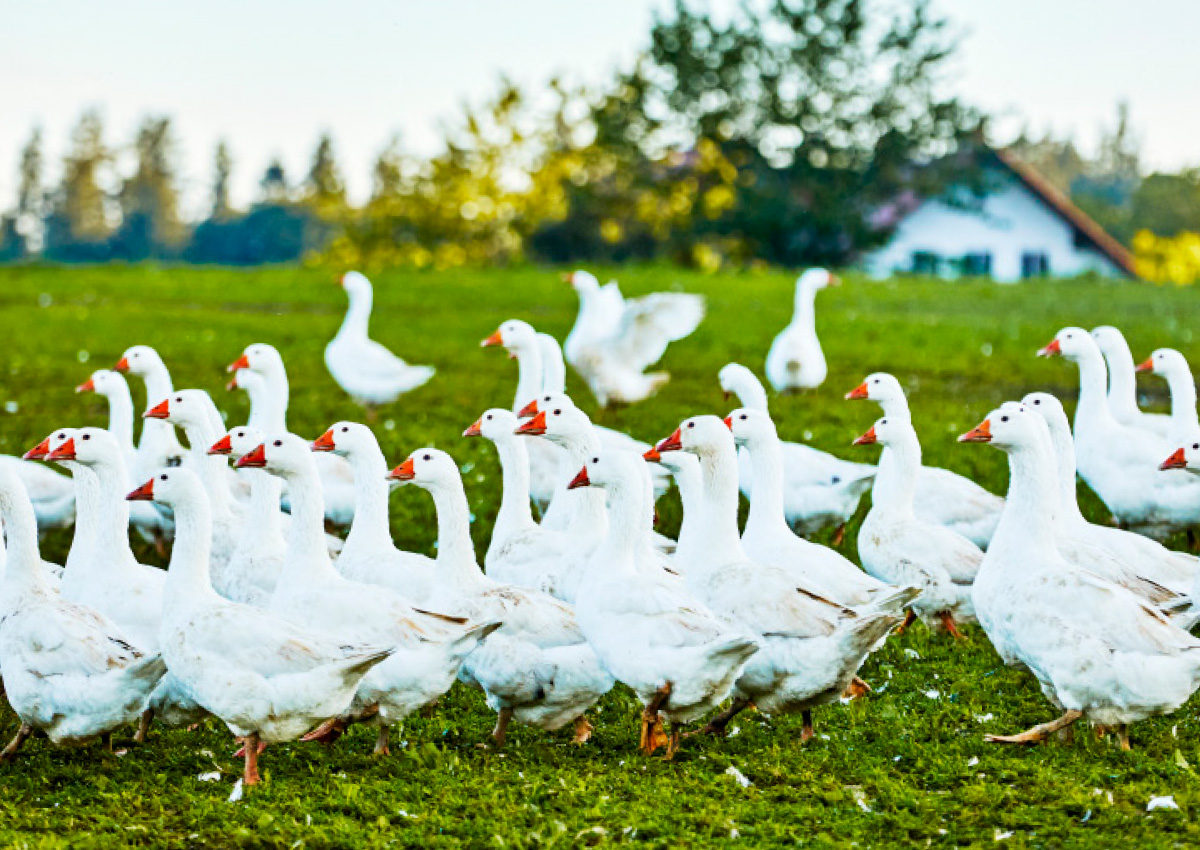 Bio-Gänse auf den Weideflächen des Neuhauserhofs in Dietenheim.