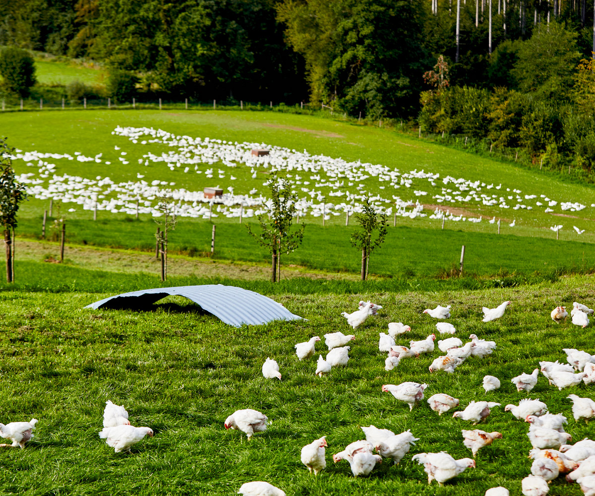Bio-Hähnchen mit großzügigem Auslauf auf den Weiden des Neuhauserhofs.