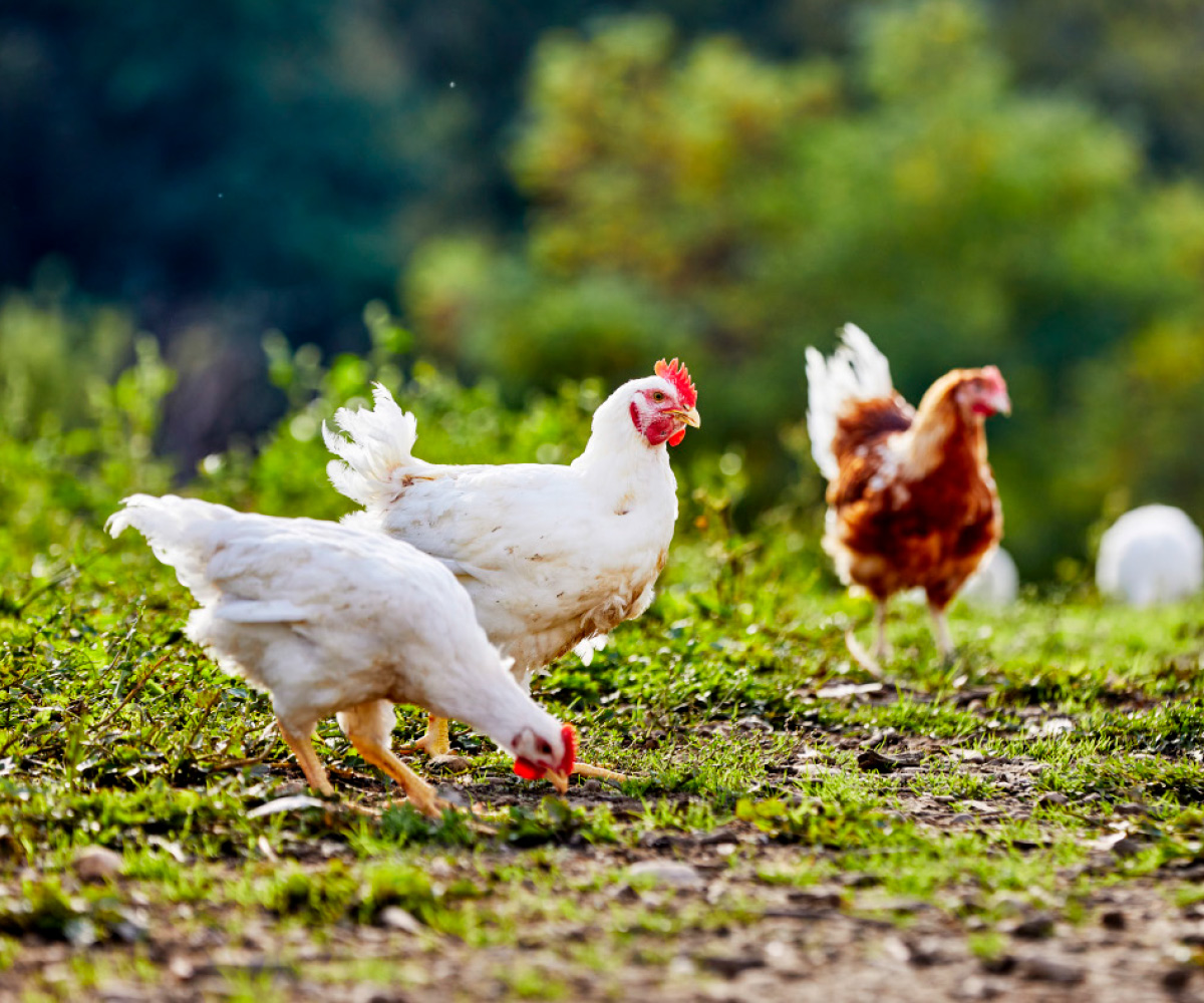 Bio-Hähnchen mit Auslauf auf der Weide des Neuhauserhofs.