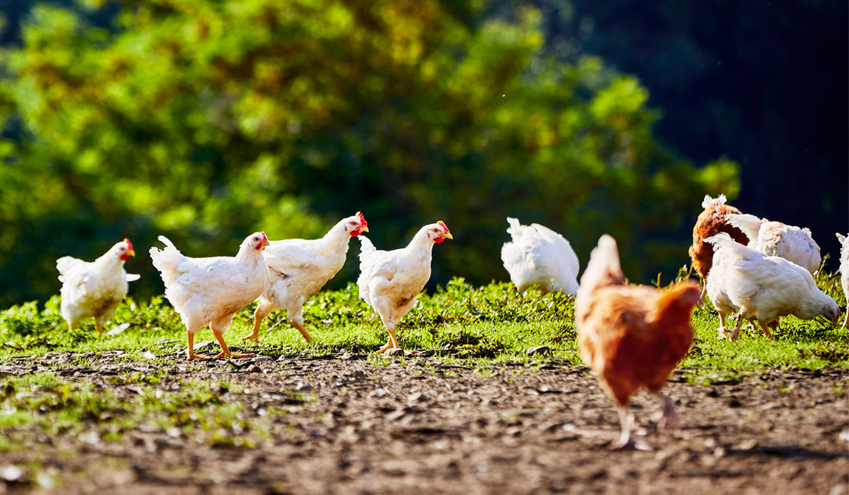 Bio-Hähnchen auf der grünen Weide des Neuhauserhofs in Dietenheim mit großzügigem Auslauf nach Bioland-Richtlinien.