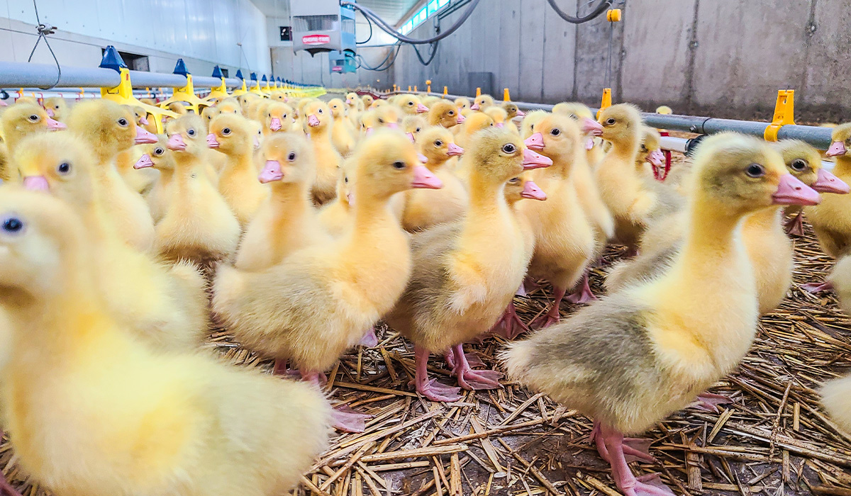 Bio-Gänseküken im Aufzuchtstall des Neuhauserhofs in Dietenheim.