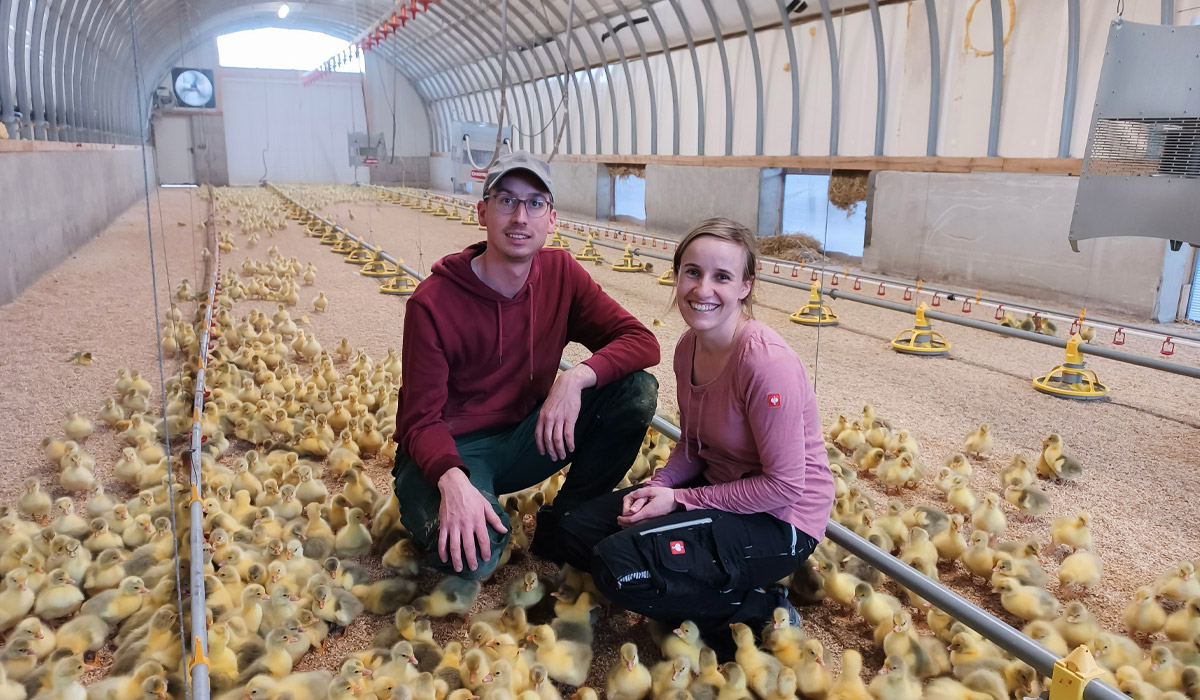 Friedhelm und Annamarie Unterweger mit jungen Bio-Küken im modernen Stall von Biogeflügel Unterweger in Dietenheim.