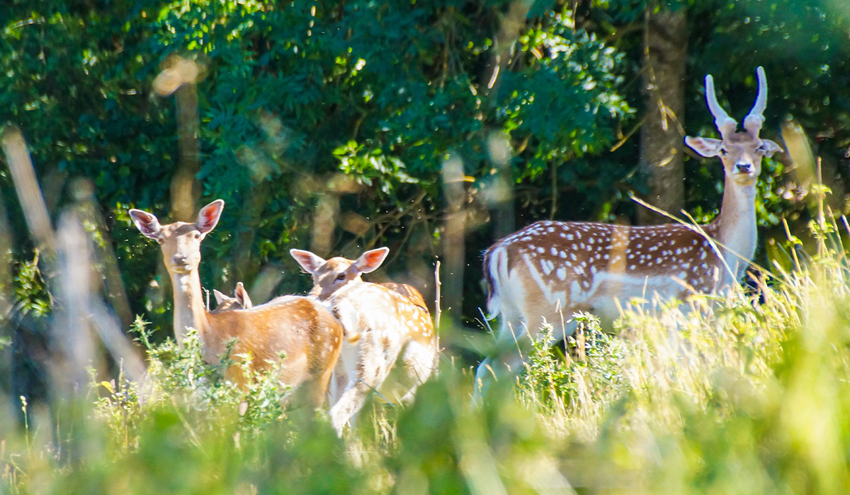 Damhirsche im Gehege auf dem Neuhauserhof in Dietenheim.